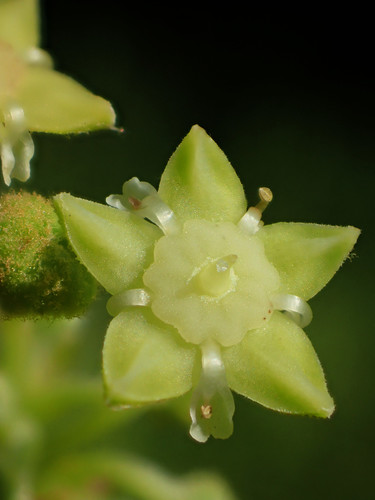 Ziziphus mauritiana (Jujube tree) — photo