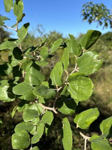 Ziziphus mauritiana (Jujube tree) — photo