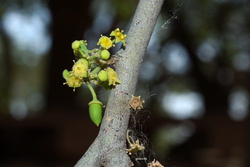 Ziziphus mistol (Sacha mistol) — photo