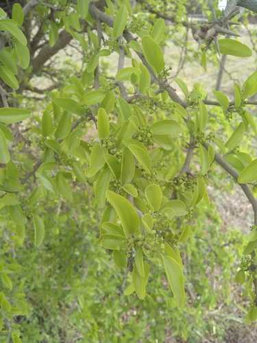 Ziziphus mistol (Sacha mistol) — photo