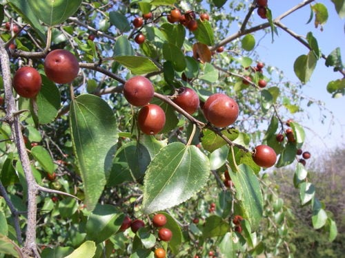 Ziziphus mucronata (Buffalo thorn) — photo