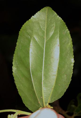 Ziziphus mucronata (Buffalo thorn) — photo