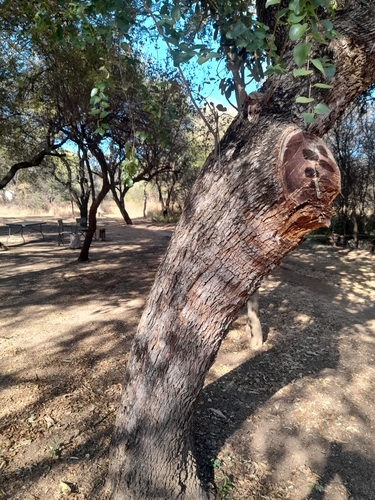 Ziziphus mucronata subsp. rhodesica — photo