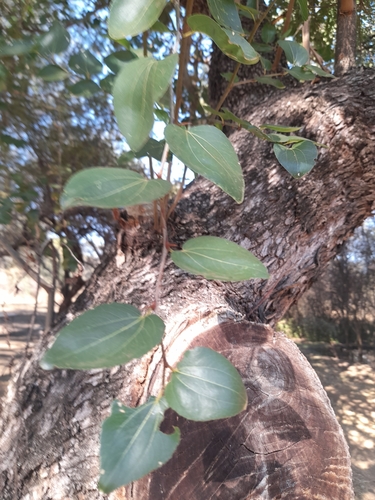 Ziziphus mucronata subsp. rhodesica — photo