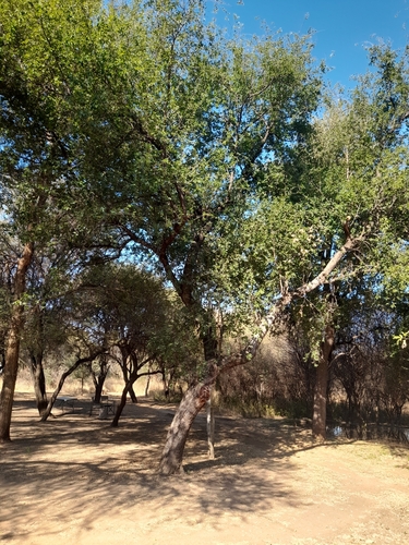 Ziziphus mucronata subsp. rhodesica