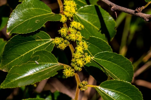 Ziziphus mucronata