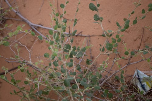 Ziziphus nummularia — photo
