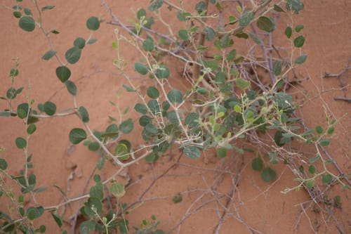 Ziziphus nummularia — photo