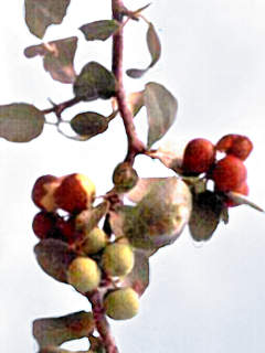 Ziziphus oblongifolia (Oblong leaf jujube) — photo