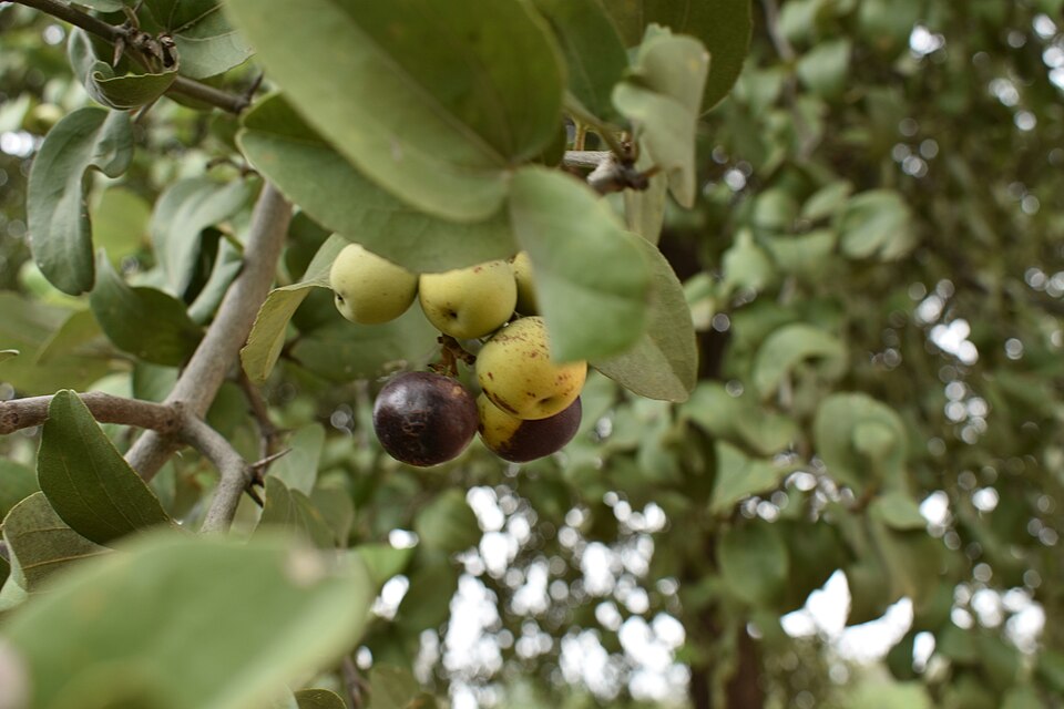 Ziziphus oblongifolia