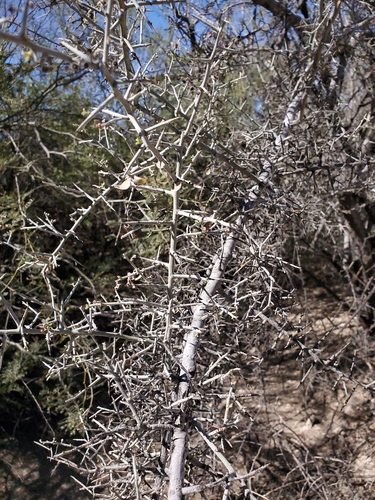 Ziziphus obtusifolia var. canescens