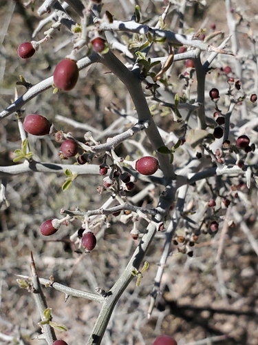 Ziziphus obtusifolia var. canescens (Lote bush) — photo