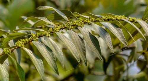 Ziziphus oenopolia (Wine Jujuba) — photo