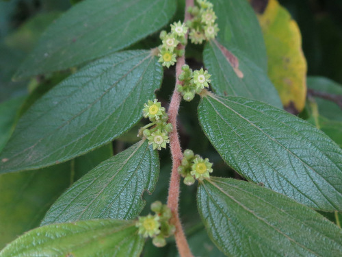 Ziziphus oenopolia (Wine Jujuba) — photo