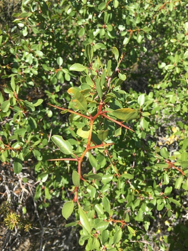 Ziziphus parryi (Parry's jujube) — photo