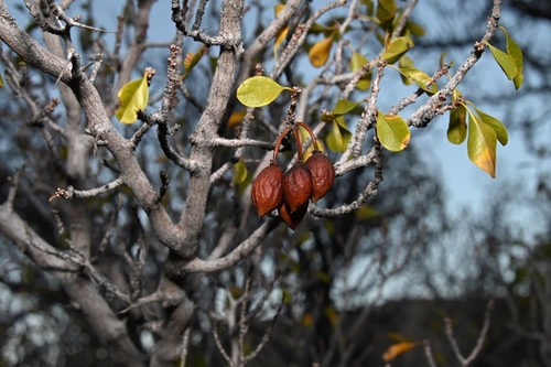 Ziziphus parryi (Parry's jujube) — photo