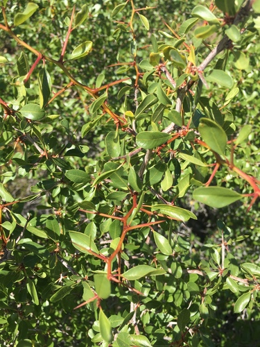 Ziziphus parryi
