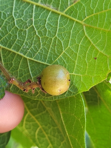 Ziziphus reticulata (Reticulate jujube) — photo