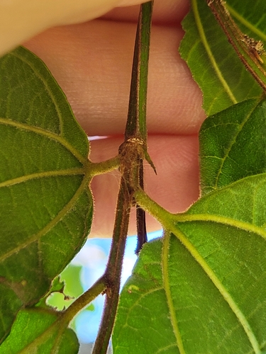 Ziziphus reticulata (Reticulate jujube) — photo