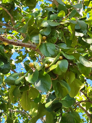 Ziziphus reticulata