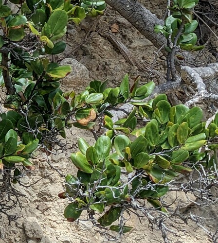 Ziziphus rignonii — photo