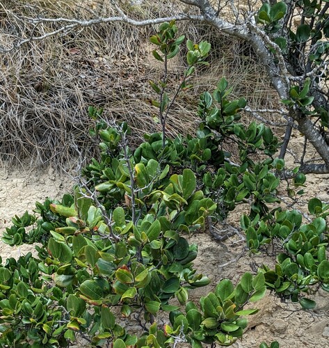 Ziziphus rignonii