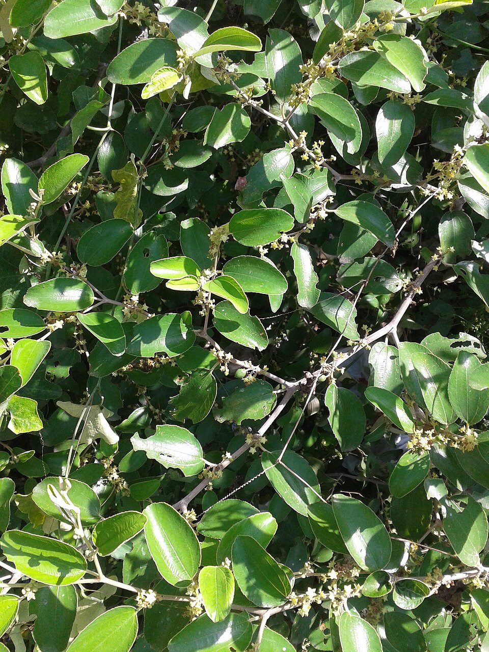 Ziziphus rotundifolia — photo