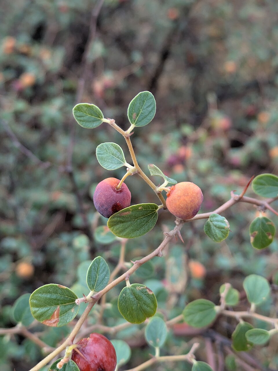 Ziziphus rotundifolia