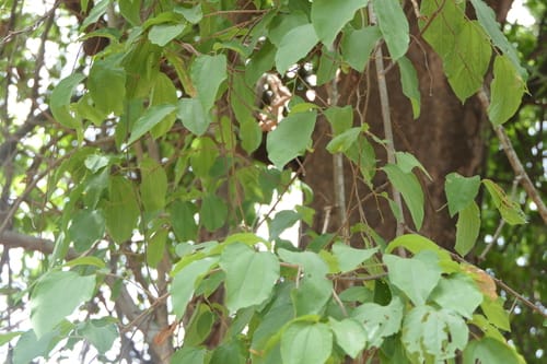 Ziziphus rugosa — photo