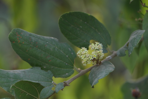 Ziziphus rugosa
