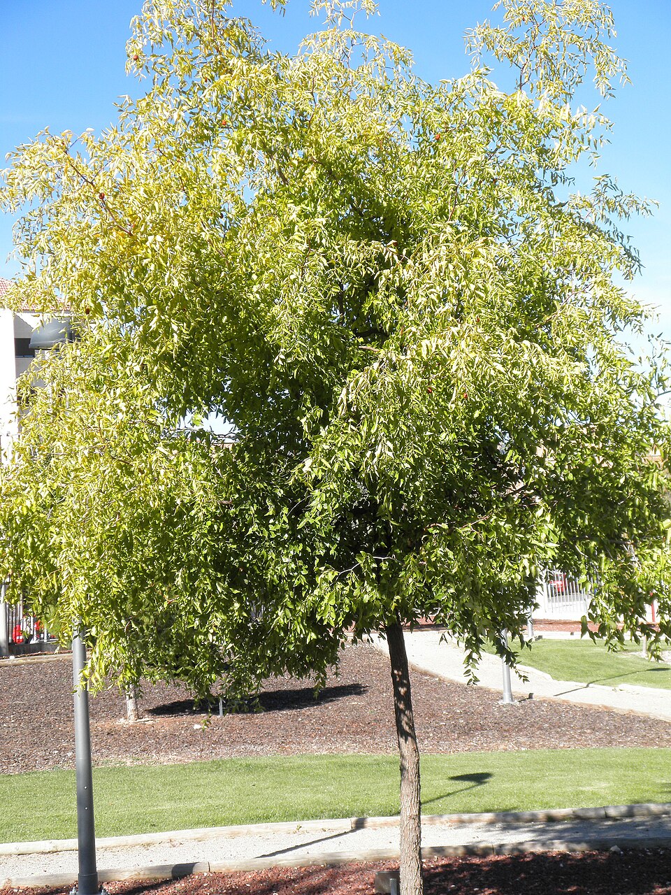 Ziziphus sativa