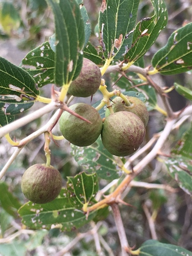 Ziziphus spina-christi (Christ's thorn) — photo