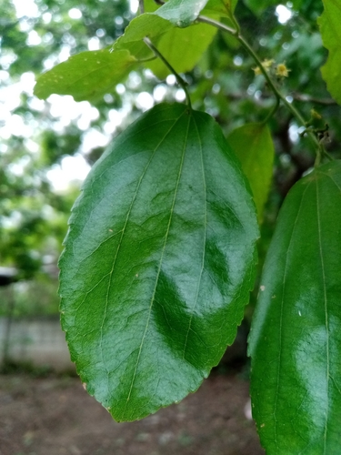 Ziziphus thyrsiflora — photo
