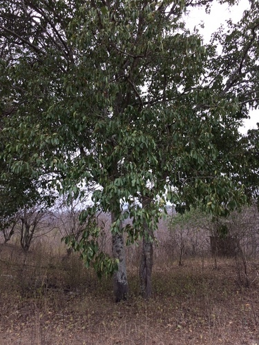 Ziziphus thyrsiflora