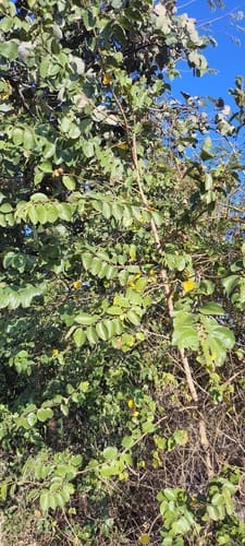 Ziziphus xylopyrus — photo