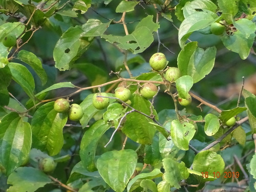 Ziziphus xylopyrus