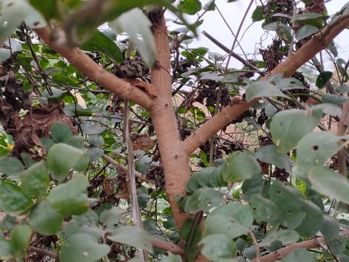 Ziziphus xylopyrus — photo