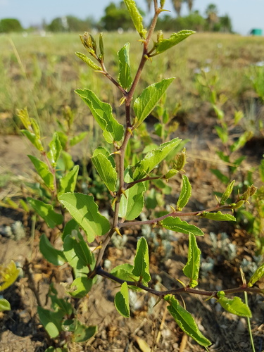 Ziziphus zeyheriana