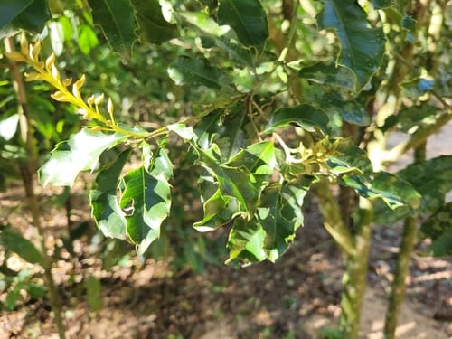 Zollernia ilicifolia (Mucitaiba) — photo