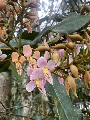 Zollernia ilicifolia