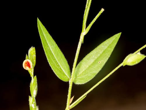 Zornia glochidiata (Sheep's grass) — photo