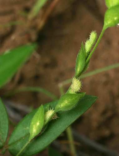 Zornia glochidiata