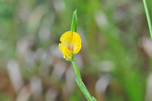 Zornia latifolia — photo
