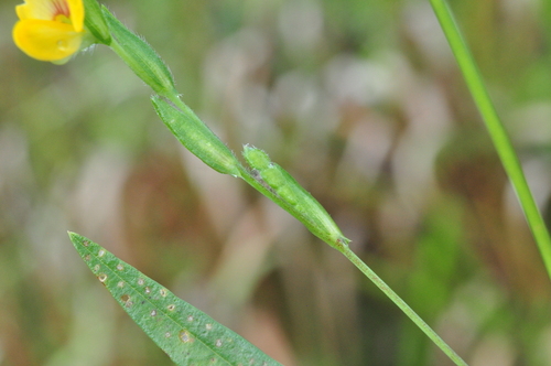 Zornia latifolia — photo