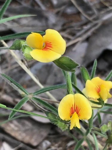 Zornia milneana