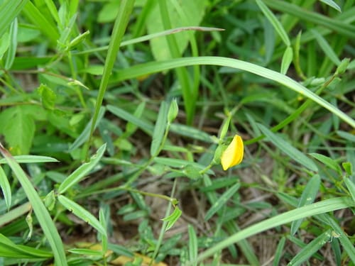 Zornia pratensis (Kandudwa) — photo
