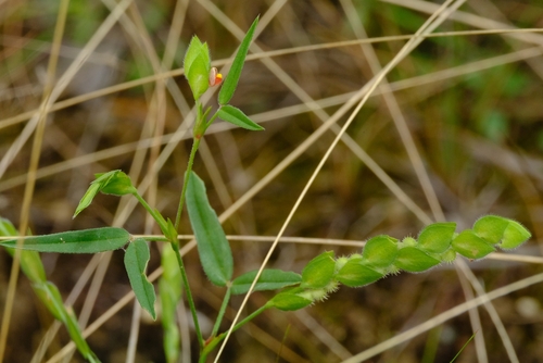 Zornia pratensis