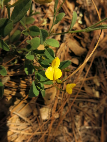 Zornia thymifolia — photo