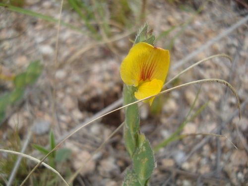 Zornia thymifolia — photo