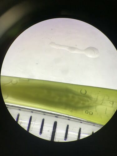 Zostera marina (Water Nut) — photo